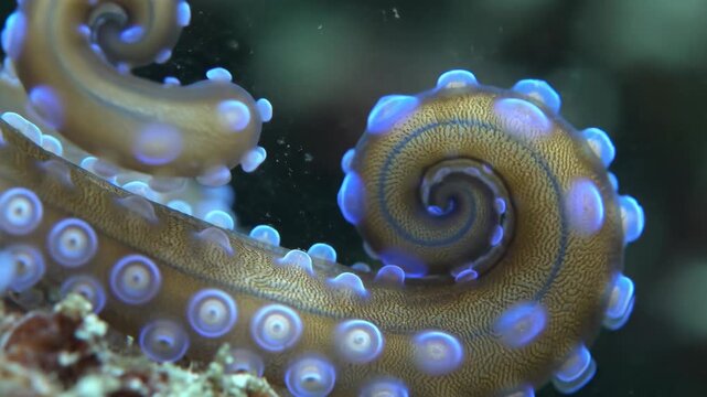 Blue ringed octopus tentacle macro in nature, hypnotic spiral coil revealing mesmerizing vibrant suckers and fascinating wild sea life detail