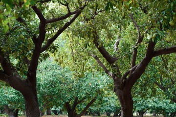 Fototapeta premium Lush green trees in a serene orchard setting with rich foliage