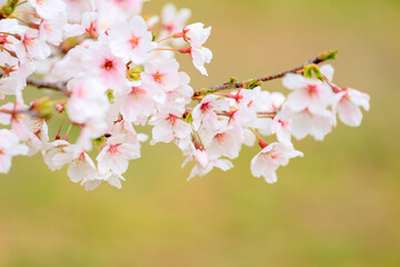 Fototapeta premium 満開の桜