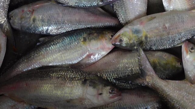 Lots of frozen Hilsa Fish on wholesale market. Hilsa fish in align on top of ice. Largest wholesale Hilsha fish market at Borhanuddin, Bhola district, Bangladesh.