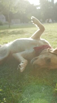 Bright sunlight highlights joyful dog in field, Labrador relaxes amidst vibrant toys during warm afternoon