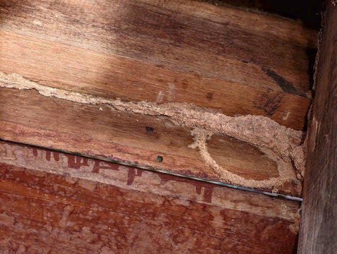 An interior house wall damaged by termites hidden behind paint revealing hollow wood and structural decay problems.
