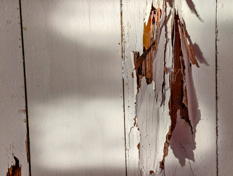 An interior house wall damaged by termites hidden behind paint revealing hollow wood and structural decay problems.