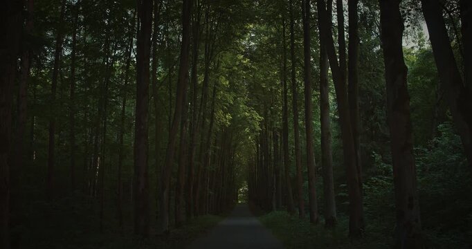 Empty Dirt Path Leading Through Dark Green Spring Tree Alley. Peaceful Paved Path Through Alley of Small-Leaved Linden Trees