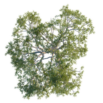 Southern Blue Gum botanical tree top view isolated on black for 3D rendering composition