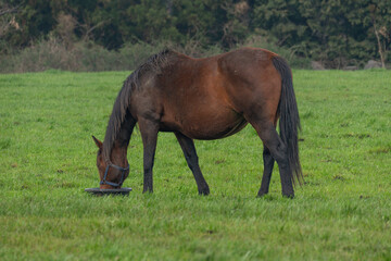 Obraz premium Bay Horse Feeding in Grassy Meadow