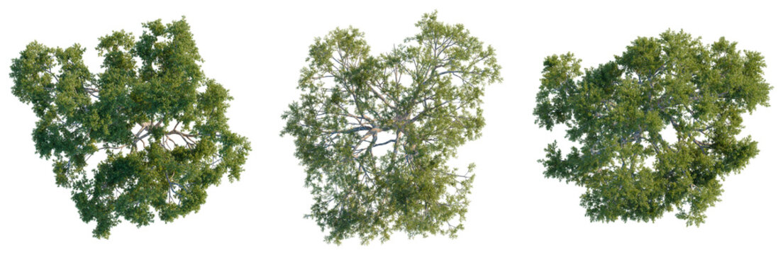 Set of three Southern Blue Gum trees top view isolated on black background for landscape plan
