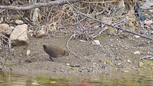 Damp earthy textures enhancing scenic depth around focused aquatic hunting behavior