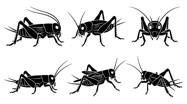 Crickets Vector Silhouettes Insects Black Outline Illustrations Wildlife Nature Bug Anatomy Legs Antennae Jumping Segmented Body Clipart Graphic Icon Symbol Design