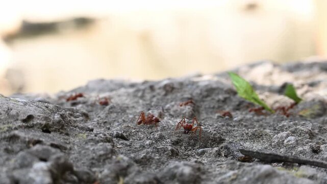 many red ants carrying leaves