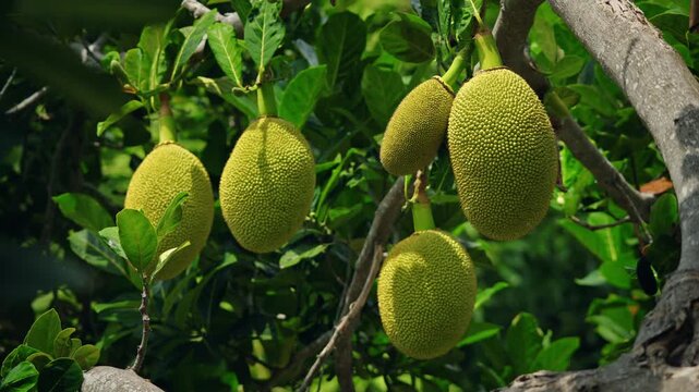 Cluster of jackfruit hanging on tree branch in tropical forest with vibrant green leaves, fresh exotic fruit growing in natural outdoor environment