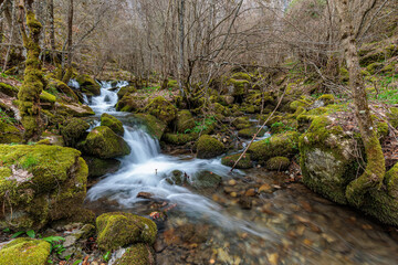 Valdecuevas stream crossing the forest with moss-covered rocks, Cabornera de Gordón, León, Spain.
