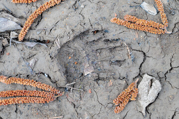 Footprint of a Common or European Badger on the mud. Meles meles.