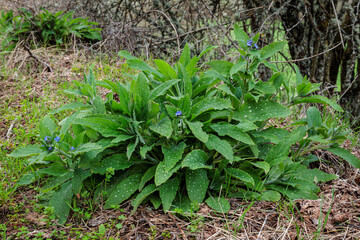 Pentaglottis sempervirens. Anchusa vulgaris. Ox-tongue plant with blue flowers. Green alkanet.