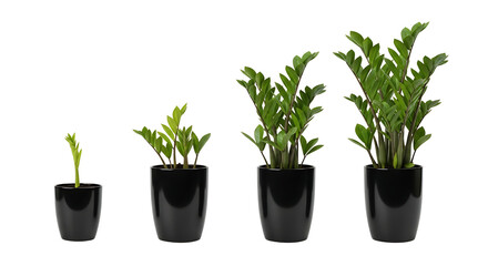 Fototapeta premium Four Zamioculcas zamiifolia (ZZ plants) in black pots showing different stages of growth on a white background.