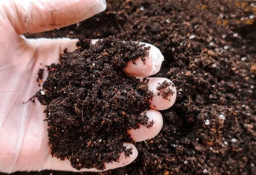 Gloved hand grasping nutrient-rich dark soil, ideal for healthy plant growth and home gardening.