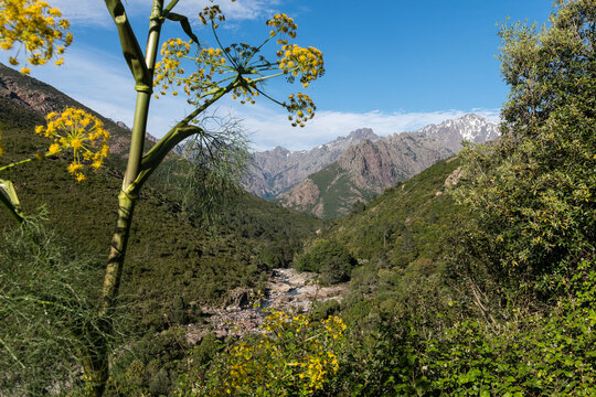 CORSE - MANSO - Vall&eacute;e du Fango