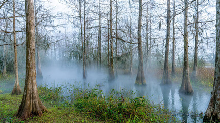 Obraz premium Misty Swamp with Towering Trees and Still Water
