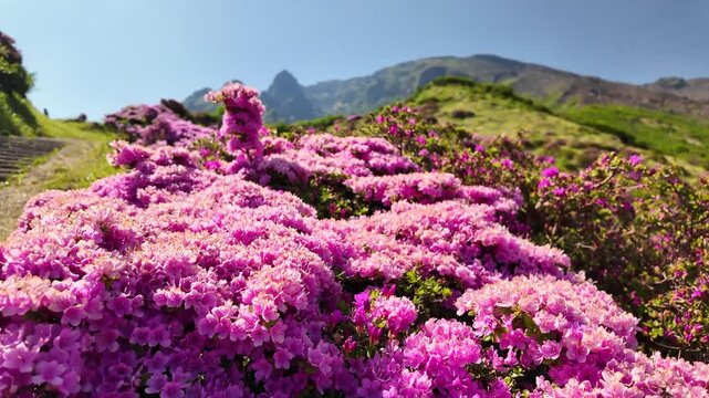 阿蘇　仙酔峡のミヤマキリシマ