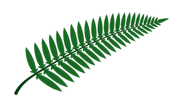 Green Fern Leaf Frond Illustration Isolated on White Background - Silver Fern Symbol