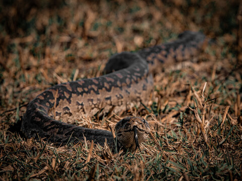 African python with tongue out on ground in Moremi Botswana