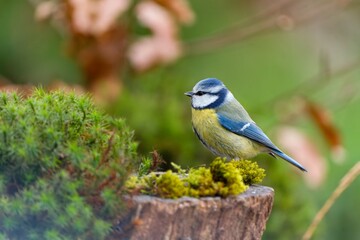 Obraz premium A blue tit sits on a tree stump covered with green moos. A blue tit in the nature habitat. Cyanistes caeruleus.
