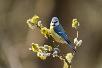 A blue tit  sits on a branch with blooming catkins. A blue tit in the nature habitat.  Cyanistes caeruleus. © Monikasurzin