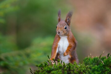 Fototapeta premium A red squirrel sitting in green moss. A cute european red squirrel in the nature habitat. Sciurus vulgaris