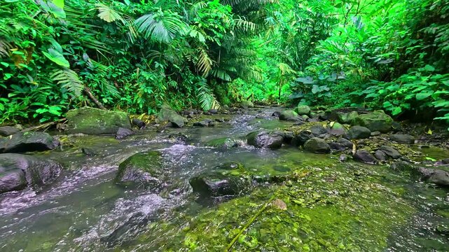 Pristine river stream with crystal clear water in vivid green rainforest