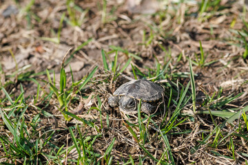 Fototapeta premium Close up of a tiny European pond turtle hatchling resting among green grass blades and dry earth in the bright sunlight