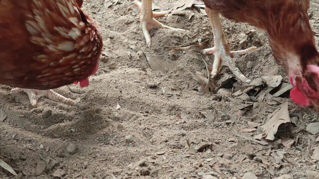 The chickens are scratching around looking for food.