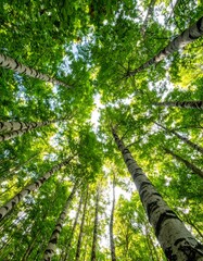 Fototapeta premium Lush Forest Canopy - A View Upward Through Towering Trees.