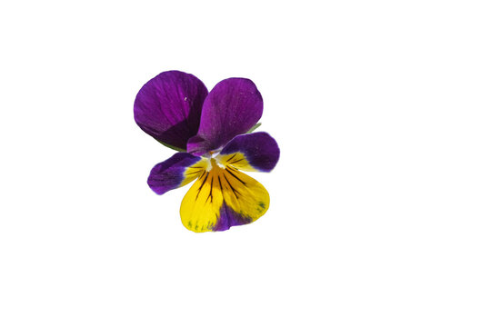 Fleur de pens&eacute;e sauvage violette et jaune isol&eacute;e 
