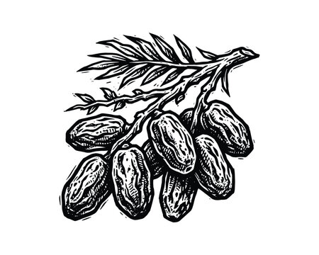 Engraved bunch of sweet dates, palm branch with foliage, botanical woodcut style, tropical fruit art