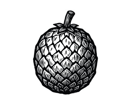 Engraved cherimoya fruit illustration. Tropical plant harvest. Detailed woodcut drawing of sugar apple.
