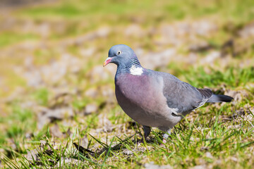 Gołąb grzywacz (Columba palumbus) © Janusz Lipiński