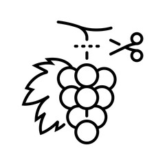 Fototapeta premium Grape harvest icon. Industry and viticulture line symbol. Black and white.