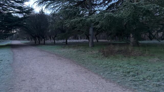 A gravel trail winds past heavy evergreen trees and frost-touched grass. The dim morning light creates a mysterious and lonely mood. It is a quiet, chilly moment for a peaceful walk in nature.