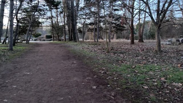 A wide brown path leads past a forest floor covered in fallen leaves and light frost. The bare trees and soft morning light create a lonely, peaceful mood. It is a quiet winter scene.