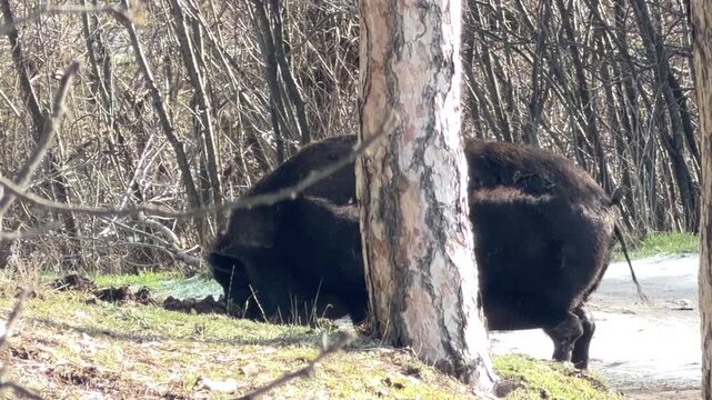A large dark wild boar with a visible wound on its side searches the ground for food. It stands behind a textured pine tree at the edge of a bare thicket in a rural outdoor setting.
