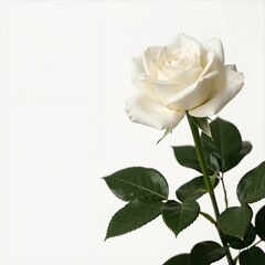 Fototapeta premium Single White Rose with Green Leaves on a White Background