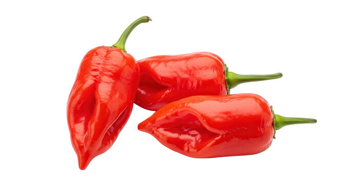 Three fresh red Ghost Peppers, Bhut Jolokia, one of the hottest chilies. Isolated on transparent background, png