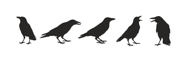 Fototapeta premium Five Black Crow Silhouettes raven bird
