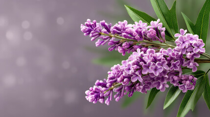 Obraz premium Lavender flower purple blossom green leaf spring nature closeup soft focus floral background fresh plant calming mood