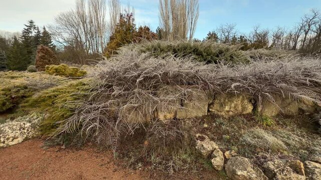 Frost-covered branches spill over ancient stones in a quiet corner of the park. The delicate ice crystals create a magical, silvery glow. This winter morning feels calm, cold, and wonderfully still.