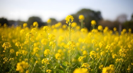 Fototapeta premium Vibrant yellow canola flowers bloom abundantly in a sun-drenched field, signaling the arrival of spring and offering a picturesque natural landscape