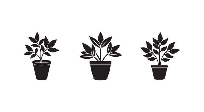 Three black potted plants with leaves on white background  plant pots and foliage  indoor plants