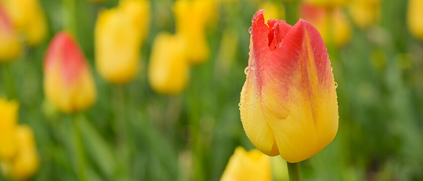 D&eacute;tail d'une tulipe jaune d&eacute;grad&eacute;e de rouge au sommet, recouverte de gouttes d'eau, dans un parterre, format banni&egrave;re