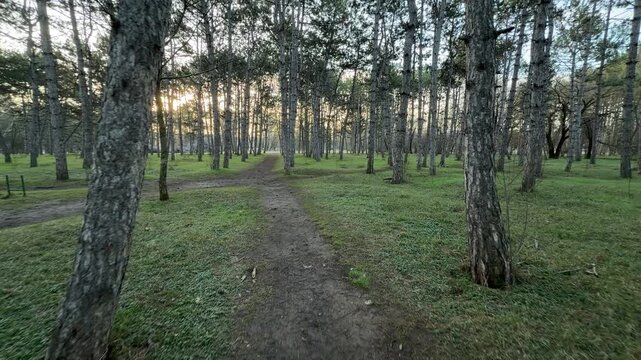 Simple dirt paths cross through a forest of tall, slender pines in the early light. The green grass and quiet woods create a peaceful and lonely feeling for a morning walk.