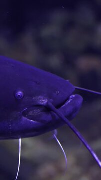 Vertical video. Macro view of a giant blue catfish swimming serenely in the deep, dark water of an aquarium, its long, sensitive barbels trailing as it moves, showcasing its impressive size and detail
